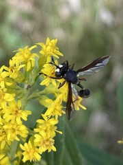 Physocephala furcillata