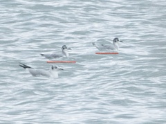 Hydrocoloeus minutus