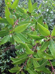 Maytenus magellanica