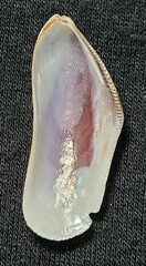 Brachidontes modiolus