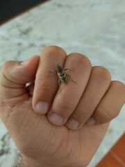 Coniocleonus excoriatus