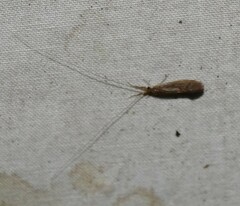 Oecetis