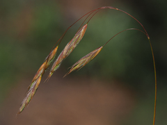 Bromus ciliatus