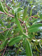 Maytenus magellanica