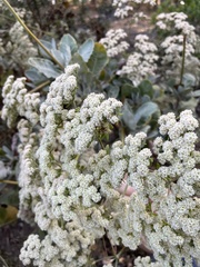 Eriogonum giganteum