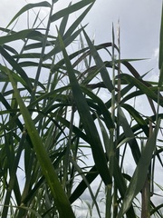 Phragmites karka