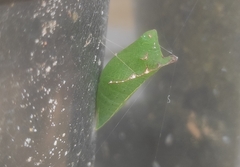Graphium agamemnon