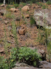 Artemisia franserioides