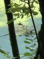 Chrysemys picta picta