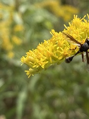 Physocephala furcillata