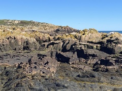 Calothrix
