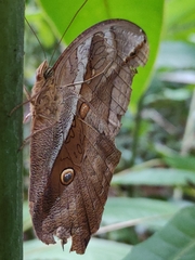 Eryphanis