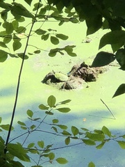 Chrysemys picta picta