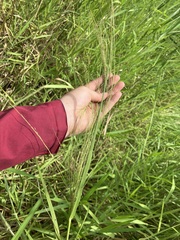Phragmites karka