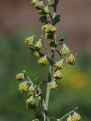 Artemisia franserioides