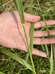 Phragmites karka