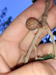 Andricus infectorius