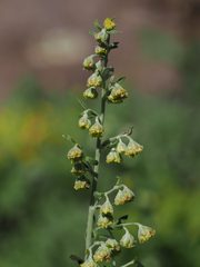 Artemisia franserioides