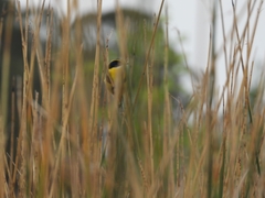 Tachuris rubrigastra