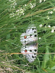 Parnassius apollo