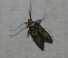 Blastobasis glandulella