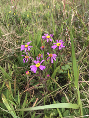 Senecio arenarius