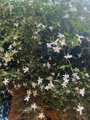 Jasminum