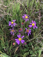 Senecio arenarius