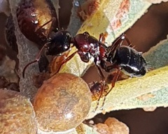 Myrmentoma