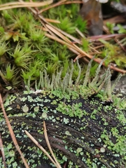 Cladonia ochrochlora