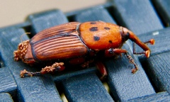 Rhynchophorus ferrugineus