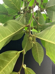 Ficus virgata