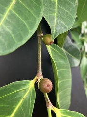 Ficus virgata