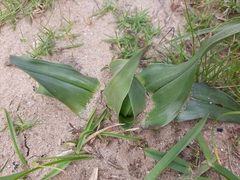 Colchicum eucomoides