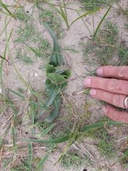 Colchicum eucomoides