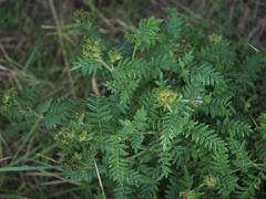Polemonium apachianum