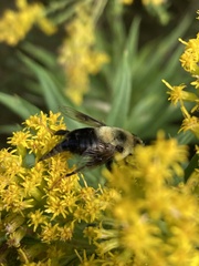 Eristalis flavipes