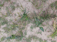 Colchicum eucomoides