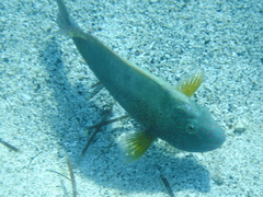 Calotomus viridescens