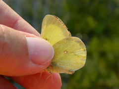 Colias pelidne