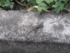 Sceloporus variabilis