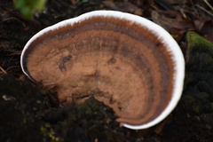 Ganoderma lobatum