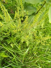 Ambrosia artemisiifolia