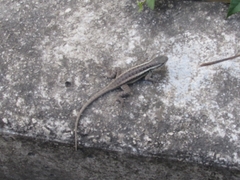 Sceloporus variabilis