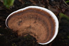 Ganoderma lobatum