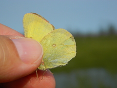 Colias pelidne