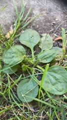 Plantago major