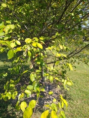 Amelanchier arborea