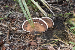 Ganoderma lobatum