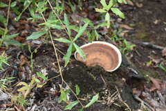 Ganoderma lobatum